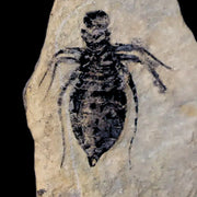 0.8" Dragonfly Larvae Fossil Libellula Doris Plate Upper Miocene Piemont Italy Display