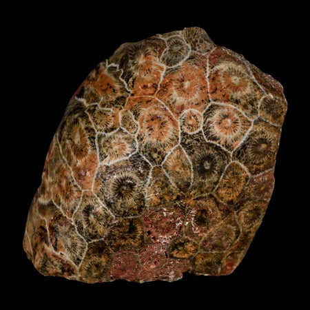 2.6" Polished Hexagonaria Coral Fossil Devonian Age 350 Million Yrs Old Morocco