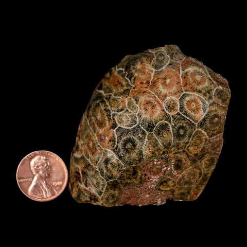 2.6" Polished Hexagonaria Coral Fossil Devonian Age 350 Million Yrs Old Morocco - Fossil Age Minerals