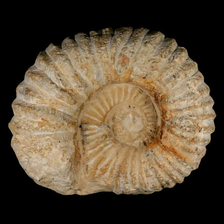 6.4" Acanthoceras Ammonite Fossil Agadir Morocco 360 Million Year Old COA