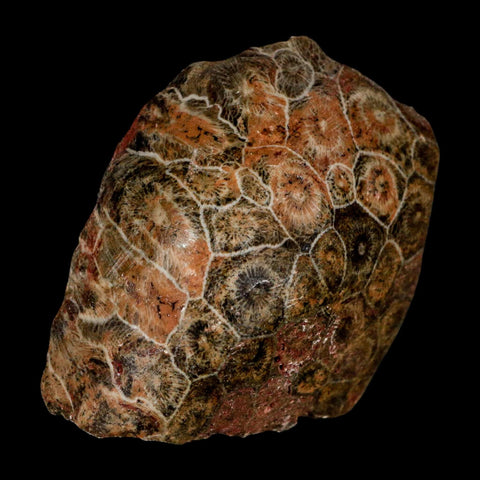 2.6" Polished Hexagonaria Coral Fossil Devonian Age 350 Million Yrs Old Morocco - Fossil Age Minerals