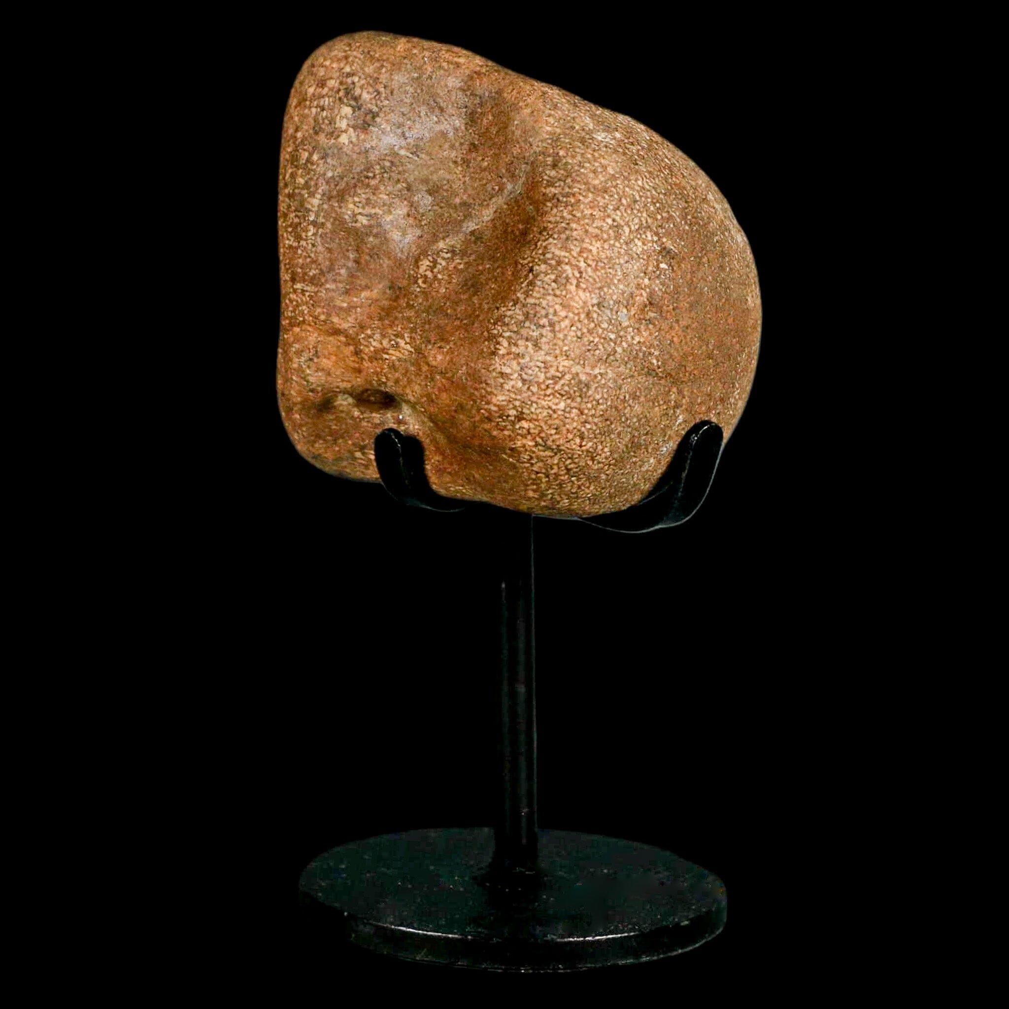 2.3" Mosasaur Fossil Vertebrae Cretaceous Dinosaur Era Texas Ozan FM COA, Metal Stand - Fossil Age Minerals