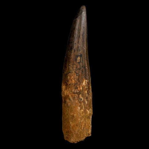 XL 4.4" Spinosaurus Fossil Tooth 100 Million Years Old Cretaceous Dinosaur COA