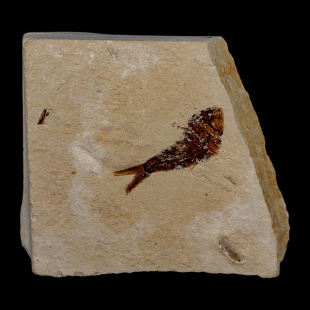 0.9" Ctenothrissa Fossil Fish Plate Cretaceous Dinosaur Age Hakel Lebanon