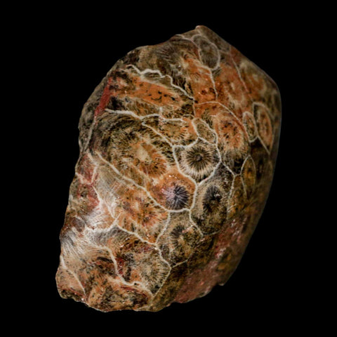 2.6" Polished Hexagonaria Coral Fossil Devonian Age 350 Million Yrs Old Morocco - Fossil Age Minerals