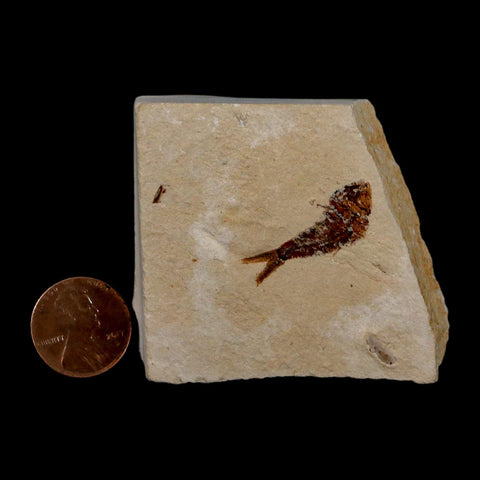 0.9" Ctenothrissa Fossil Fish Plate Cretaceous Dinosaur Age Hakel Lebanon