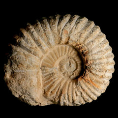 Acanthoceras Ammonite Fossils