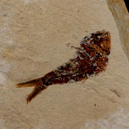 0.9" Ctenothrissa Fossil Fish Plate Cretaceous Dinosaur Age Hakel Lebanon