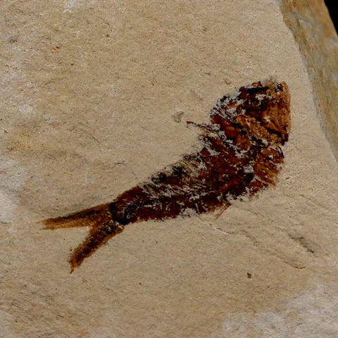 0.9" Ctenothrissa Fossil Fish Plate Cretaceous Dinosaur Age Hakel Lebanon