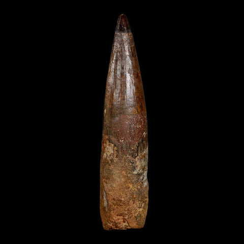XL 4.1" Spinosaurus Fossil Tooth 100 Million Years Old Cretaceous Dinosaur COA