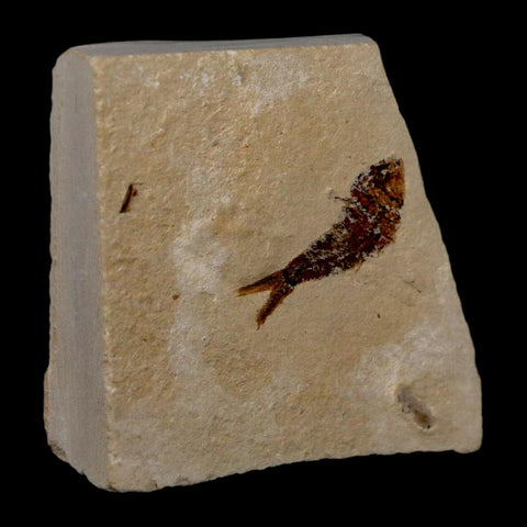 0.9" Ctenothrissa Fossil Fish Plate Cretaceous Dinosaur Age Hakel Lebanon