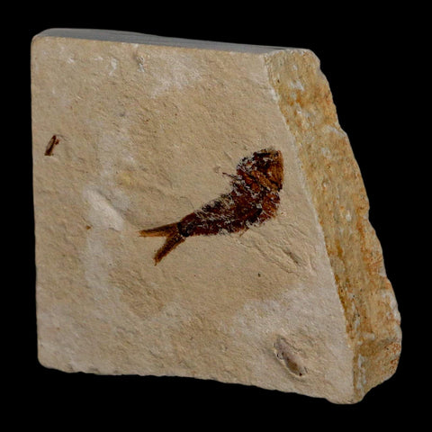 0.9" Ctenothrissa Fossil Fish Plate Cretaceous Dinosaur Age Hakel Lebanon