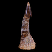 XL 3.2" Sawfish Fossil Tooth Barb Onchopristis Numidus Cretaceous Dinosaur Era COA