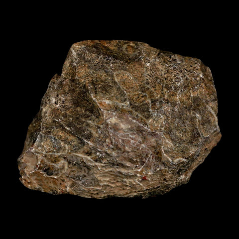 2.6" Polished Hexagonaria Coral Fossil Devonian Age 350 Million Yrs Old Morocco - Fossil Age Minerals