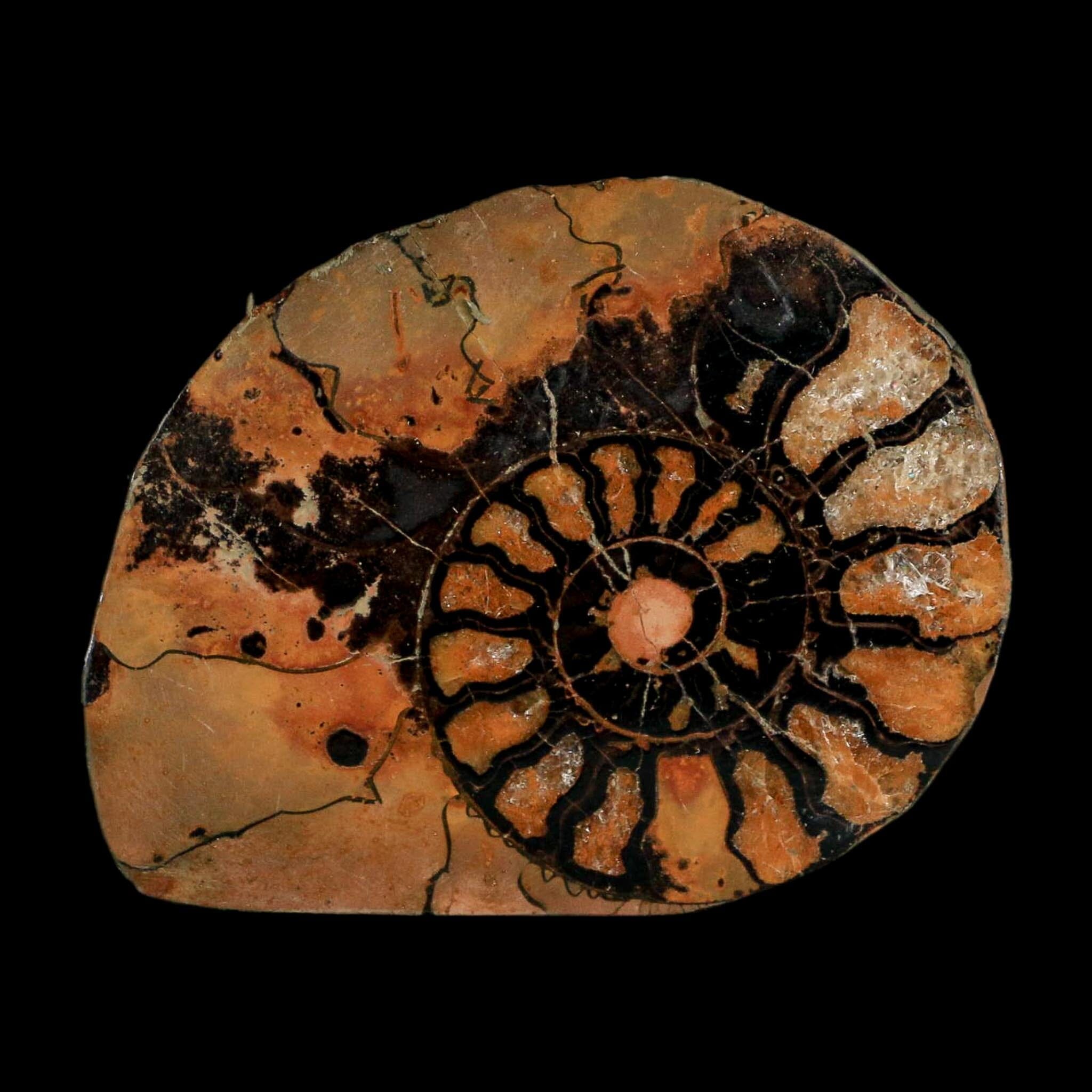 2" Ammonite Fossil Polished, Cut Half's Atlas Mountains Morocco Jurassic Age COA - Fossil Age Minerals