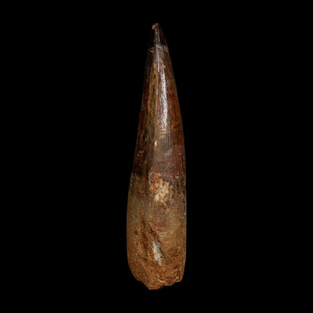 XL 4.1" Spinosaurus Fossil Tooth 100 Million Years Old Cretaceous Dinosaur COA