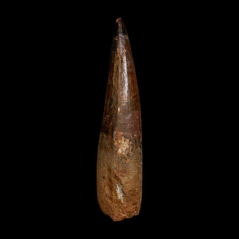 XL 4.1" Spinosaurus Fossil Tooth 100 Million Years Old Cretaceous Dinosaur COA