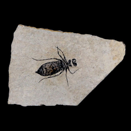 0.8" Dragonfly Larvae Fossil Libellula Doris Plate Upper Miocene Piemont Italy Display