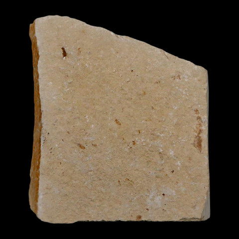 0.9" Ctenothrissa Fossil Fish Plate Cretaceous Dinosaur Age Hakel Lebanon