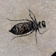 0.8" Dragonfly Larvae Fossil Libellula Doris Plate Upper Miocene Piemont Italy Display