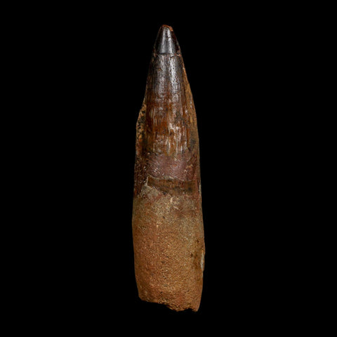 XL 4.1" Spinosaurus Fossil Tooth 100 Million Years Old Cretaceous Dinosaur COA