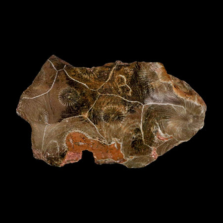 3.1" Polished Hexagonaria Coral Fossil Devonian Age 350 Million Yrs Old Morocco