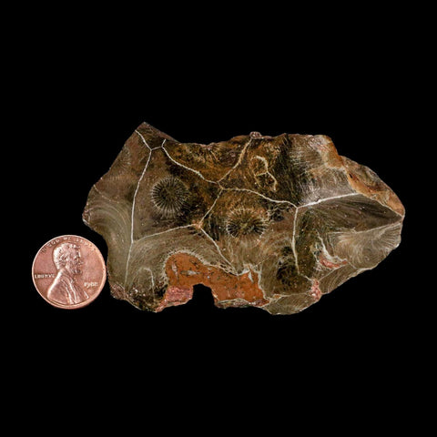 3.1" Polished Hexagonaria Coral Fossil Devonian Age 350 Million Yrs Old Morocco - Fossil Age Minerals