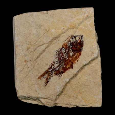 1.3" Ctenothrissa Fossil Fish Plate Cretaceous Dinosaur Age Hakel Lebanon