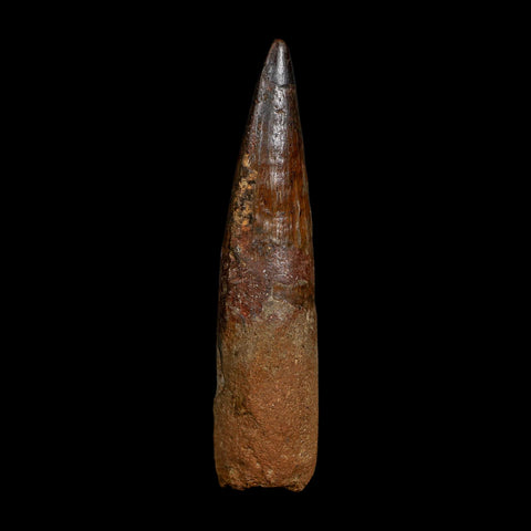 XL 4.1" Spinosaurus Fossil Tooth 100 Million Years Old Cretaceous Dinosaur COA