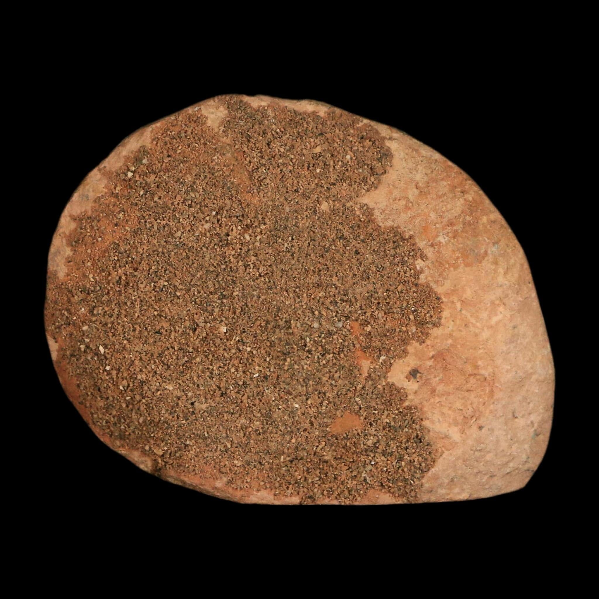 2" Ammonite Fossil Polished, Cut Half's Atlas Mountains Morocco Jurassic Age COA - Fossil Age Minerals