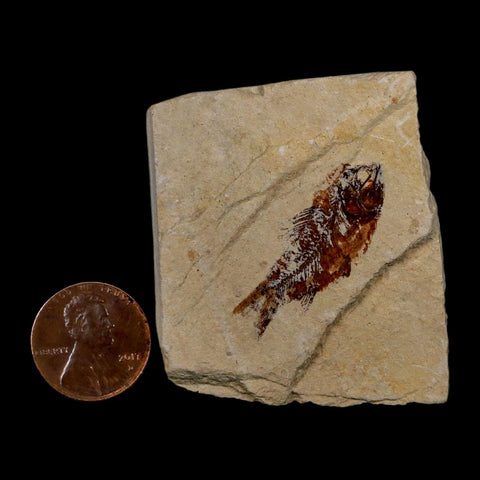 1.3" Ctenothrissa Fossil Fish Plate Cretaceous Dinosaur Age Hakel Lebanon