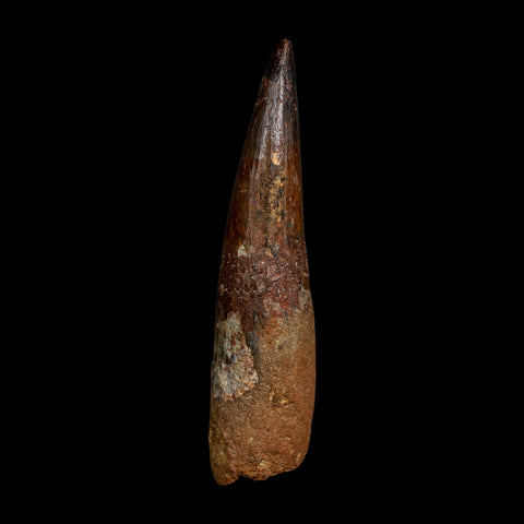 XL 4.1" Spinosaurus Fossil Tooth 100 Million Years Old Cretaceous Dinosaur COA