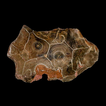 3.1" Polished Hexagonaria Coral Fossil Devonian Age 350 Million Yrs Old Morocco