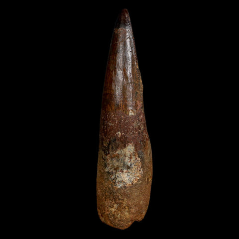 XL 4.1" Spinosaurus Fossil Tooth 100 Million Years Old Cretaceous Dinosaur COA
