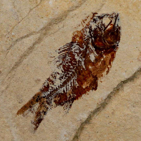 1.3" Ctenothrissa Fossil Fish Plate Cretaceous Dinosaur Age Hakel Lebanon