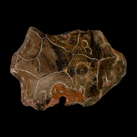 3.1" Polished Hexagonaria Coral Fossil Devonian Age 350 Million Yrs Old Morocco - Fossil Age Minerals