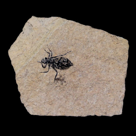 0.8" Dragonfly Larvae Fossil Libellula Doris Plate Upper Miocene Piemont Italy Display