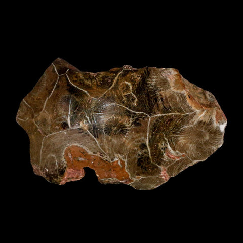 3.1" Polished Hexagonaria Coral Fossil Devonian Age 350 Million Yrs Old Morocco - Fossil Age Minerals