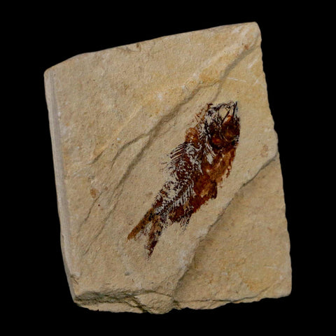 1.3" Ctenothrissa Fossil Fish Plate Cretaceous Dinosaur Age Hakel Lebanon