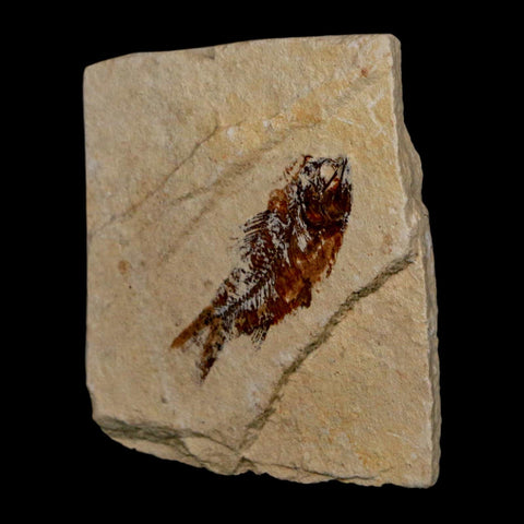 1.3" Ctenothrissa Fossil Fish Plate Cretaceous Dinosaur Age Hakel Lebanon