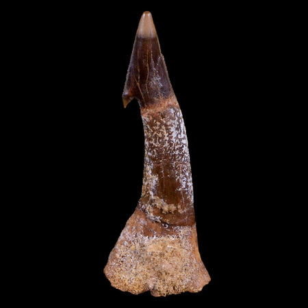 XL 3.2" Sawfish Fossil Tooth Barb Onchopristis Numidus Cretaceous Dinosaur Era COA