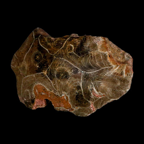 3.1" Polished Hexagonaria Coral Fossil Devonian Age 350 Million Yrs Old Morocco - Fossil Age Minerals