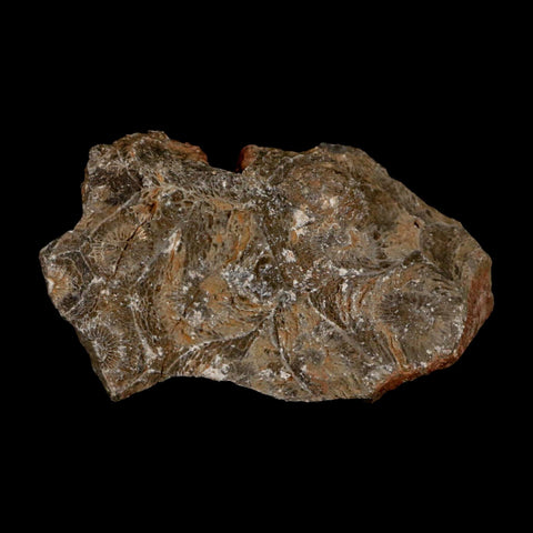 3.1" Polished Hexagonaria Coral Fossil Devonian Age 350 Million Yrs Old Morocco - Fossil Age Minerals