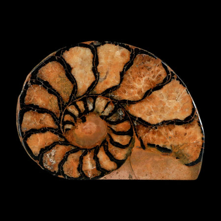 2" Ammonite Fossil Polished, Cut Half's Atlas Mountains Morocco Jurassic Age COA