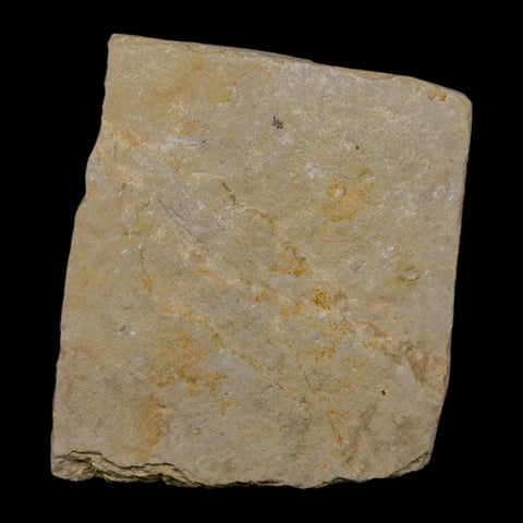 1.3" Ctenothrissa Fossil Fish Plate Cretaceous Dinosaur Age Hakel Lebanon