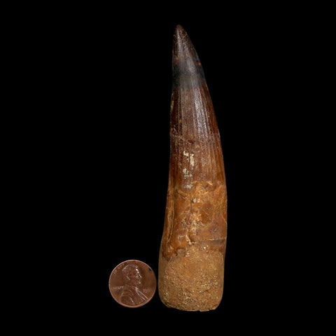 XL 4.3" Spinosaurus Fossil Tooth 100 Million Years Old Cretaceous Dinosaur COA