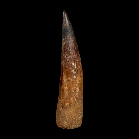 XL 4.3" Spinosaurus Fossil Tooth 100 Million Years Old Cretaceous Dinosaur COA
