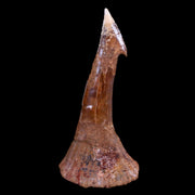 XL 3.2" Sawfish Fossil Tooth Barb Onchopristis Numidus Cretaceous Dinosaur Era COA