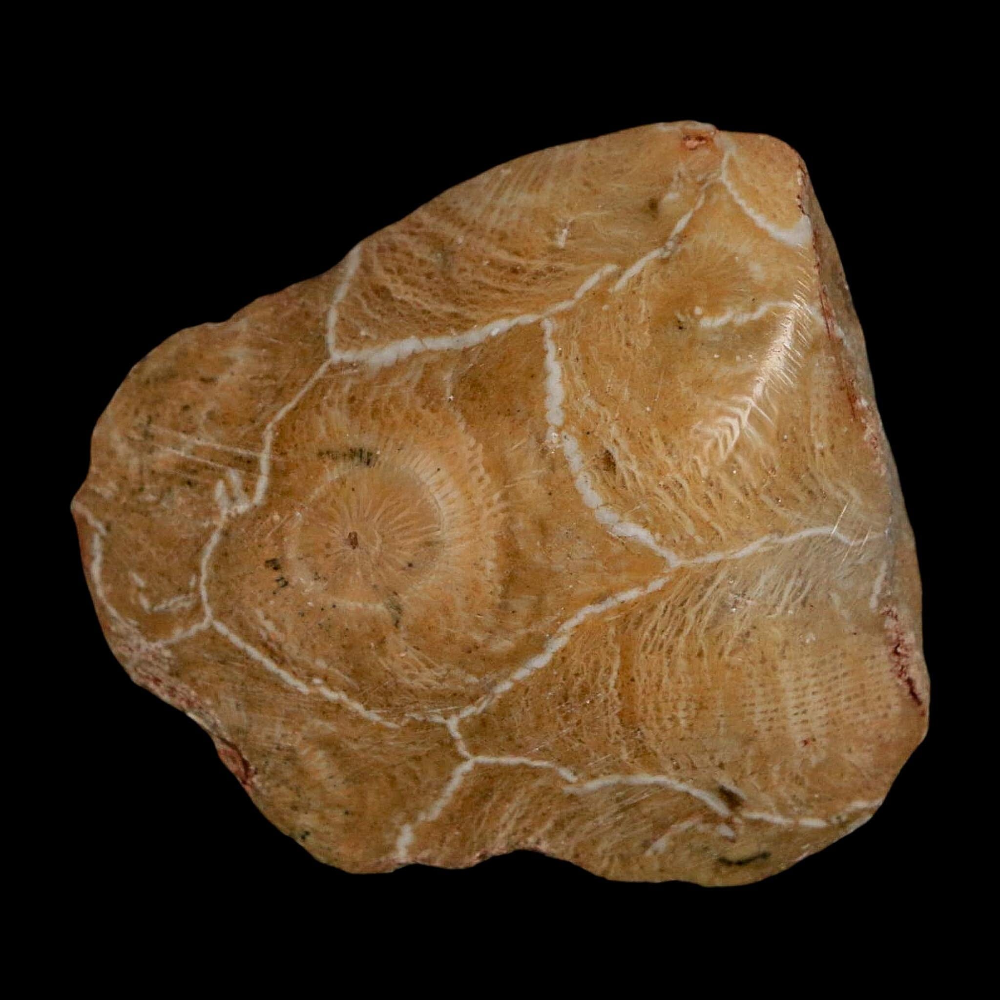 1.9" Polished Hexagonaria Coral Fossil Devonian Age 350 Million Yrs Old Morocco - Fossil Age Minerals