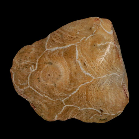 1.9" Polished Hexagonaria Coral Fossil Devonian Age 350 Million Yrs Old Morocco - Fossil Age Minerals